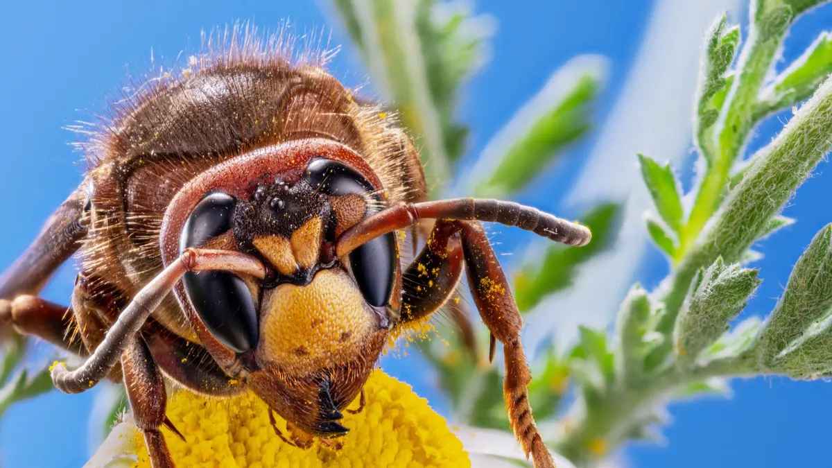 Hornet insects problem in Rome city