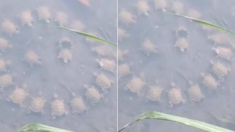 Turtles Round Table Meeting